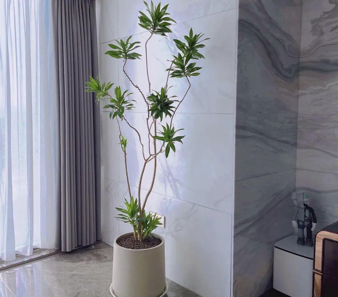 客厅最旺三种绿植（客厅装饰上带来好运的植物种类）