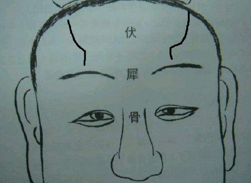 伏羲骨与凸额头区别（深入解析伏羲骨和凸额头的异同）