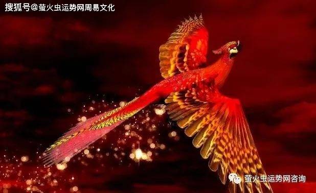 凤凰命女人罕见之命（罕见特质与独特魅力）