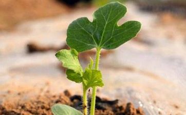 两周后遇真爱？缘分到位情神降临的星座