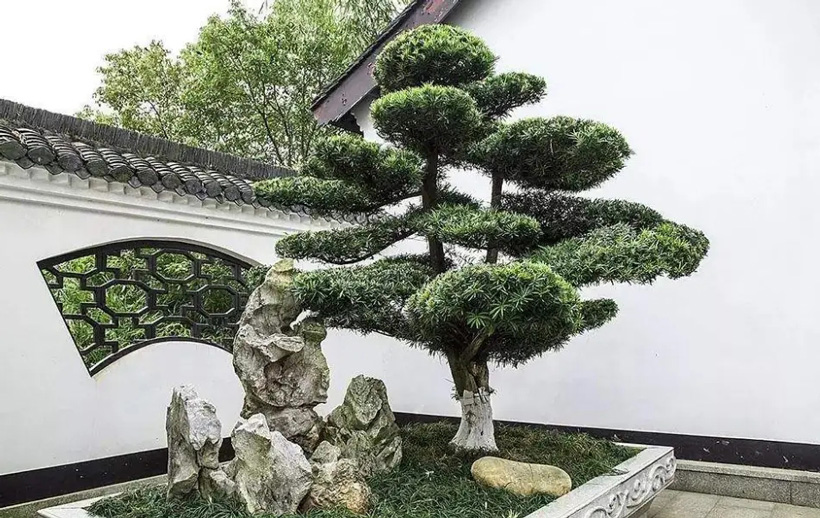院子东南面里种什么树风水好最旺宅？旺家运的树种推荐