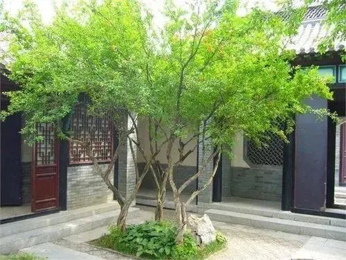 庭院种什么树最好最旺风水？选树木旺财旺运有讲究