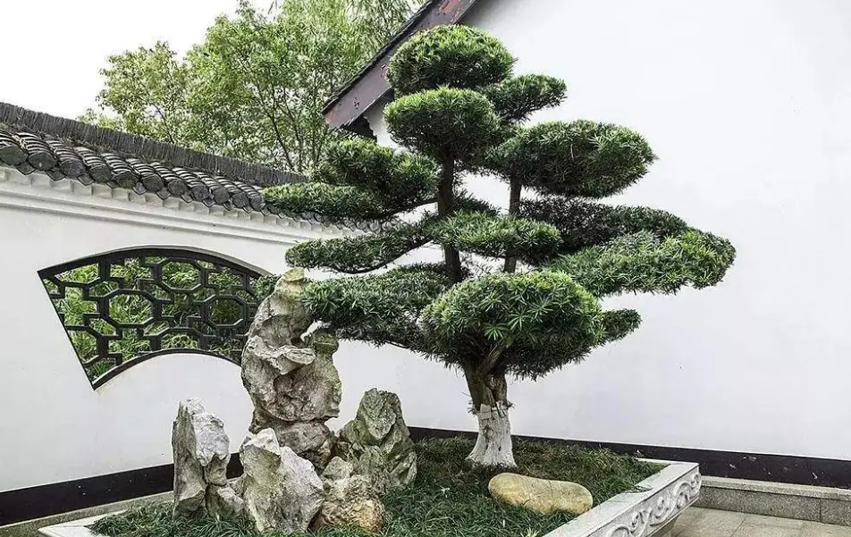 别墅适合种什么树风水好？精选风水树种，打造理想家园