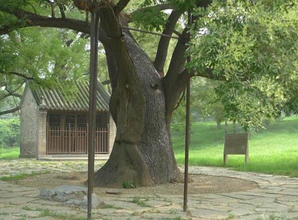 住宅门口风水门口有大柳树好吗（住宅门前大柳树的风水意义）