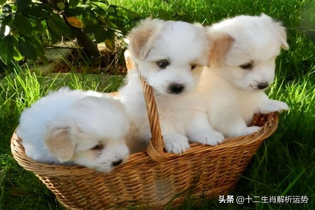属狗一生的贵人恩人有哪些属相？狗一辈子的贵人恩人揭晓