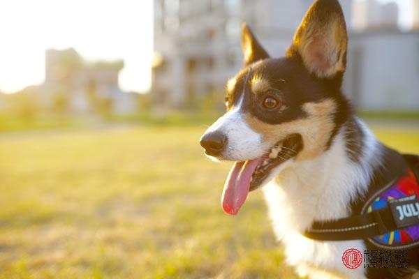94年属狗女人注定的婚姻状况如何？解读她的婚姻的真实情况