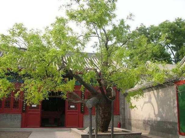 房子后面种什么树好风水好（适合房子后面旺风水的树推荐）