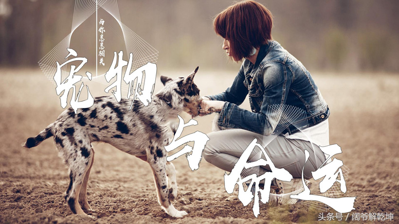 什么命格的人不适合养狗（命格关系养狗幸福与否）